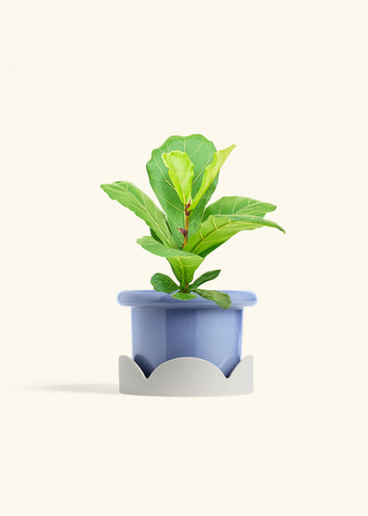 Fiddle Leaf Fig in a 6 inches Fat Lip Blue Planter in a Oat Petal Drip Tray