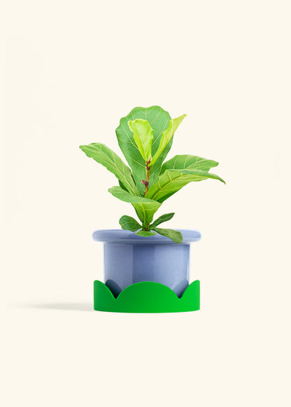 Fiddle Leaf Fig in a 6 inches Fat Lip Blue Planter in a Shamrock Petal Drip Tray