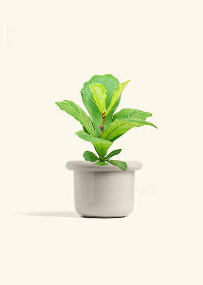 Fiddle Leaf Fig in a 6 inches Fat Lip Oat Planter 