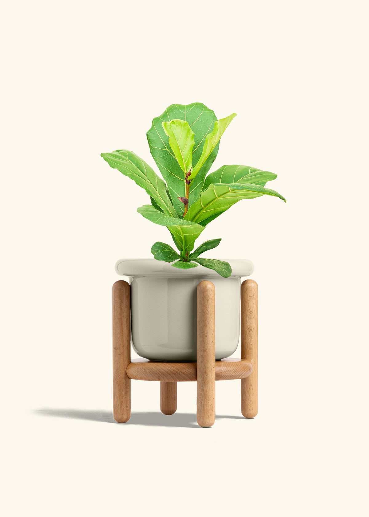 Fiddle Leaf Fig in a 6 inches Fat Lip Oat Planter in a Oat Petal Drip Tray