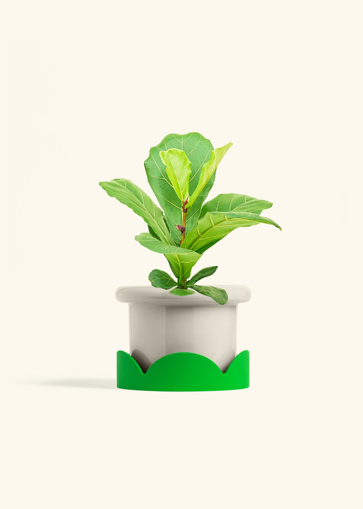 Fiddle Leaf Fig in a 6 inches Fat Lip Oat Planter in a Shamrock Petal Drip Tray
