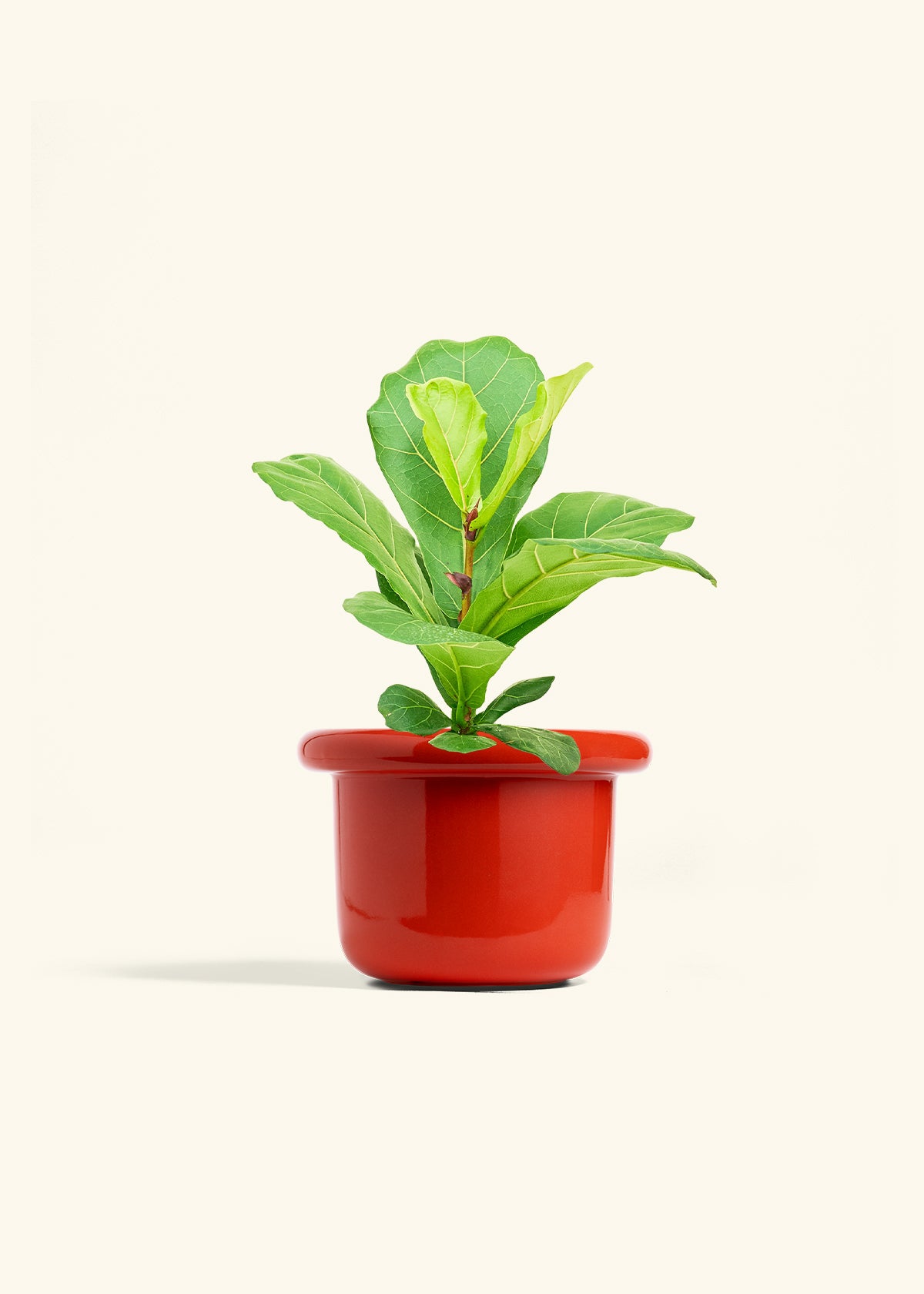 Fiddle Leaf Fig in a 6 inches Fat Lip Red Planter 