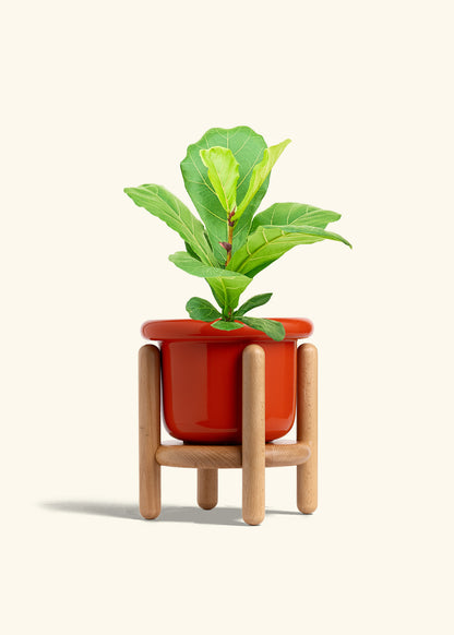 Fiddle Leaf Fig in a 6 inches Fat Lip Red Planter in a Beech Wood Stand