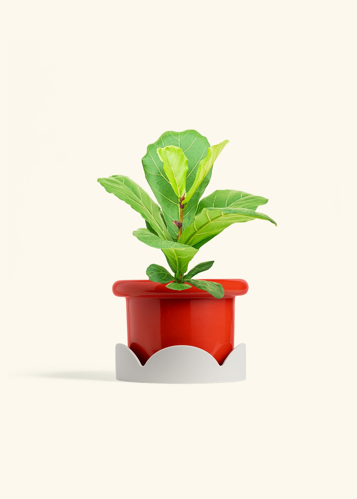 Fiddle Leaf Fig in a 6 inches Fat Lip Red Planter in a Oat Petal Drip Tray