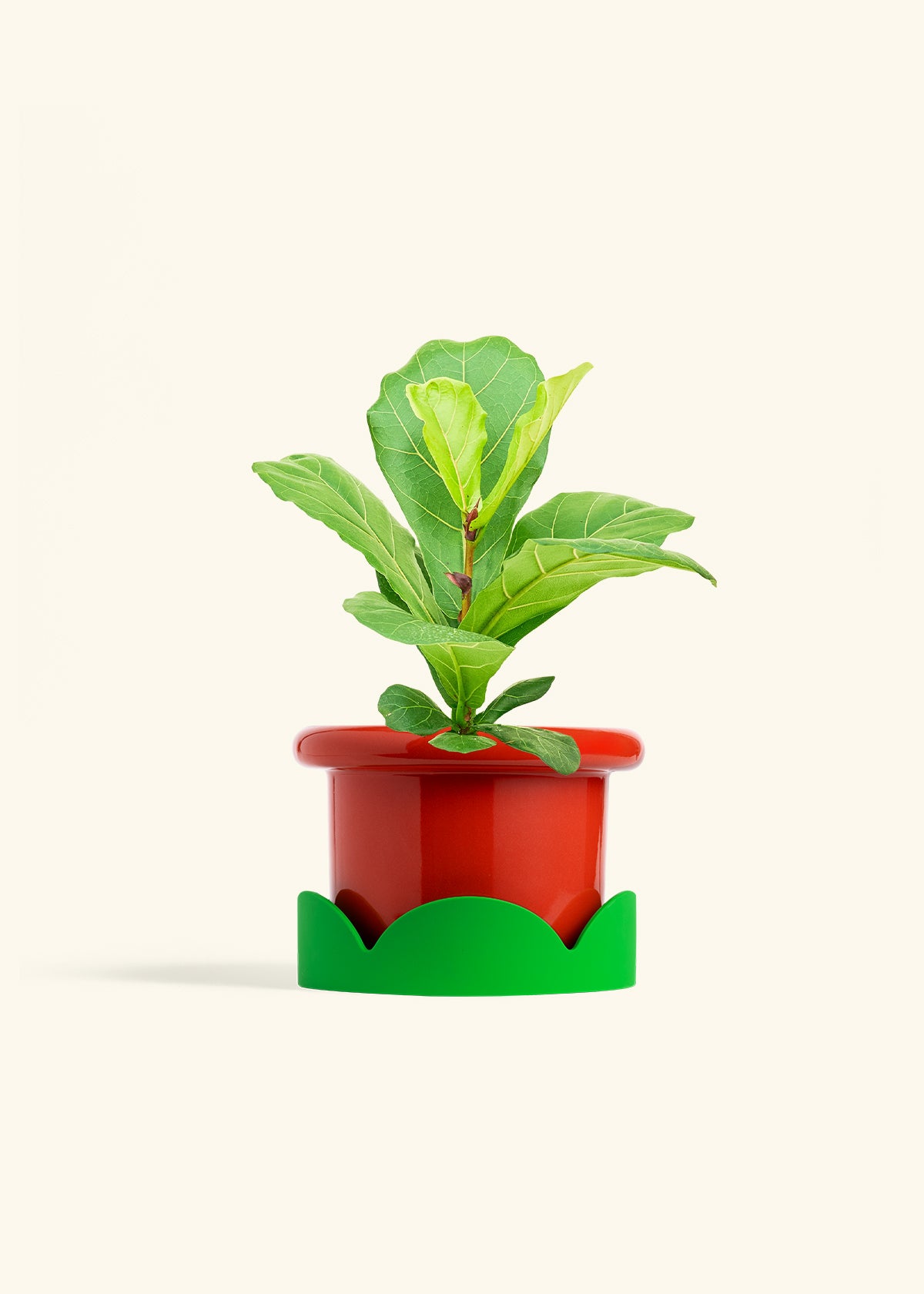 Fiddle Leaf Fig in a 6 inches Fat Lip Red Planter in a Shamrock Petal Drip Tray