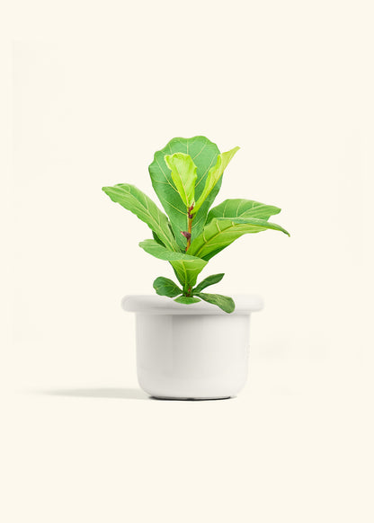 Fiddle Leaf Fig in a 6 inches Fat Lip White Planter 