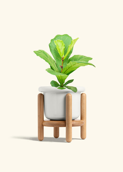 Fiddle Leaf Fig in a 6 inches Fat Lip White Planter in a Beech Wood Stand