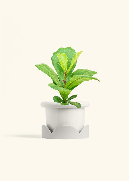 Fiddle Leaf Fig in a 6 inches Fat Lip White Planter in a Oat Petal Drip Tray
