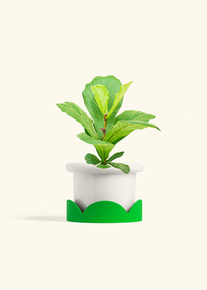 Fiddle Leaf Fig in a 6 inches Fat Lip White Planter in a Shamrock Petal Drip Tray
