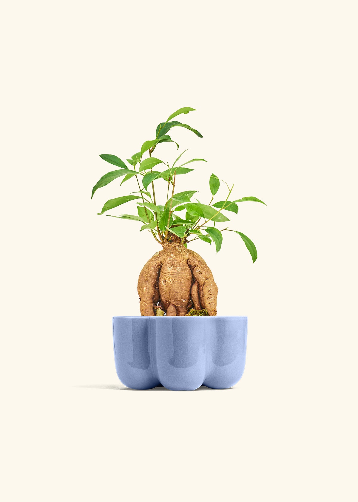 Small Ficus Ginseng in a 4 inches in a Blue Petal Planter