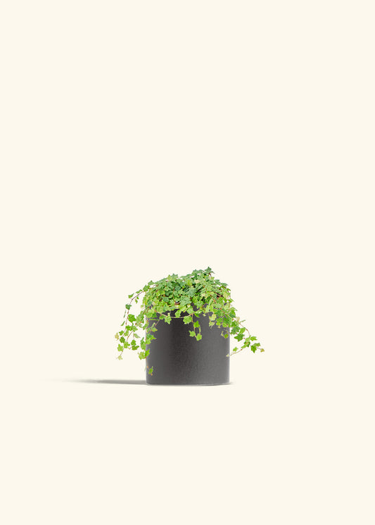 Mini Oakleaf Creeping Fig in a 4 inches Charcoal Classic Cylinder Planter 