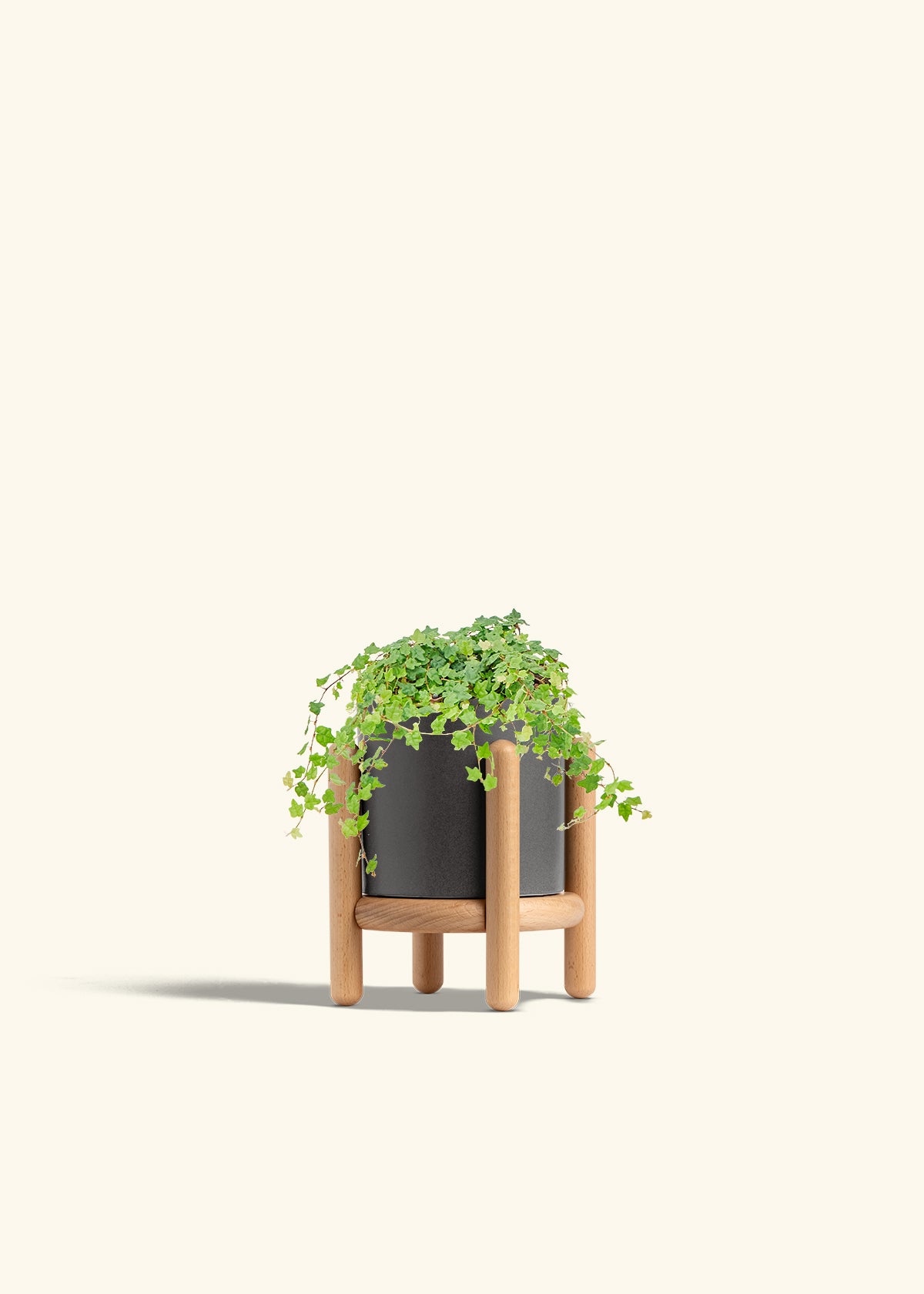 Mini Oakleaf Creeping Fig in a 4 inches Charcoal Classic Cylinder Planter in a Beech Wood Stand