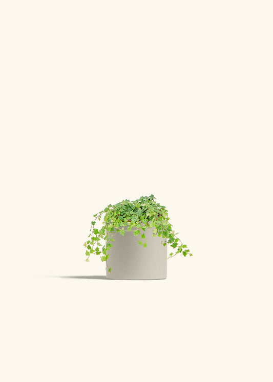 Mini Oakleaf Creeping Fig in a 4 inches Oat Classic Cylinder Planter 