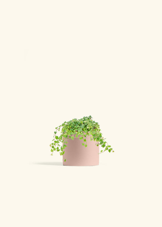 Mini Oakleaf Creeping Fig in a 4 inches Pink Classic Cylinder Planter 