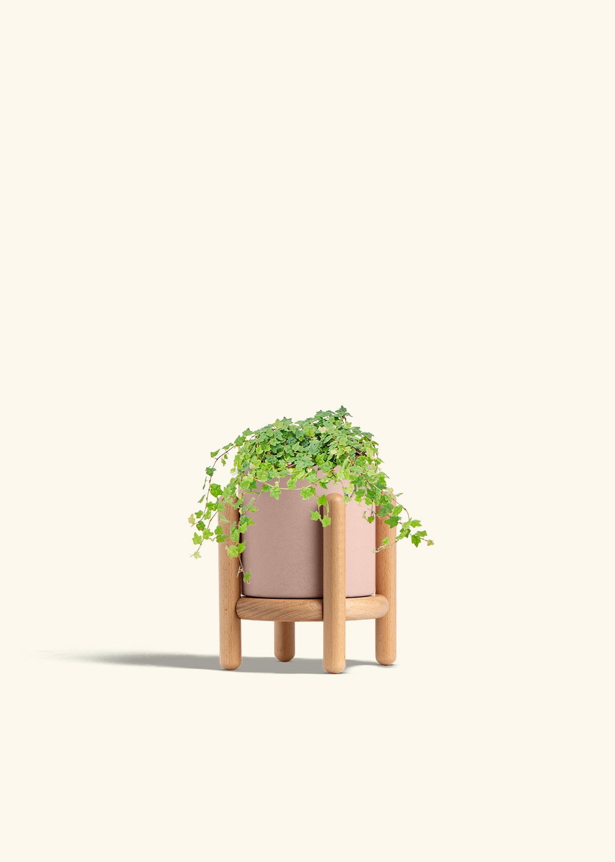 Mini Oakleaf Creeping Fig in a 4 inches Pink Classic Cylinder Planter in a Beech Wood Stand