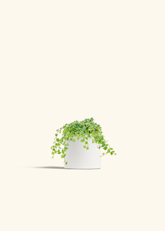 Mini Oakleaf Creeping Fig in a 4 inches White Classic Cylinder Planter 