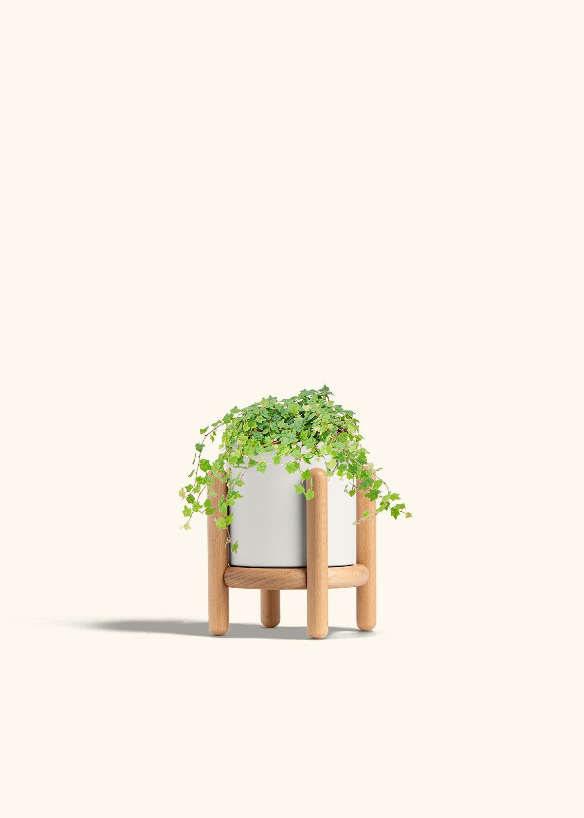 Mini Oakleaf Creeping Fig in a 4 inches White Classic Cylinder Planter in a Beech Wood Stand