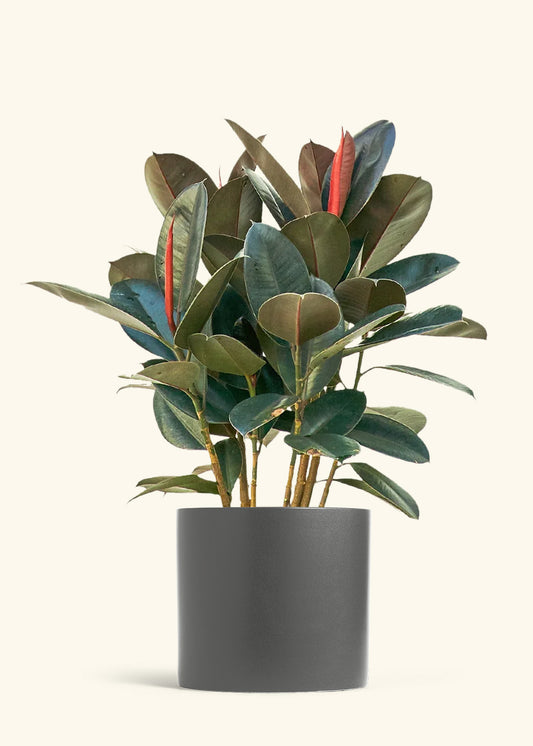 Rubber Tree Burgundy in a 10 inches Charcoal Classic Cylinder Planter in a Shamrock Petal Drip Tray