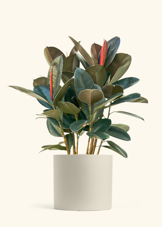 Rubber Tree Burgundy in a 10 inches Oat Classic Cylinder Planter 