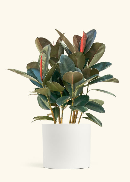 Rubber Tree Burgundy in a 10 inches White Classic Cylinder Planter 