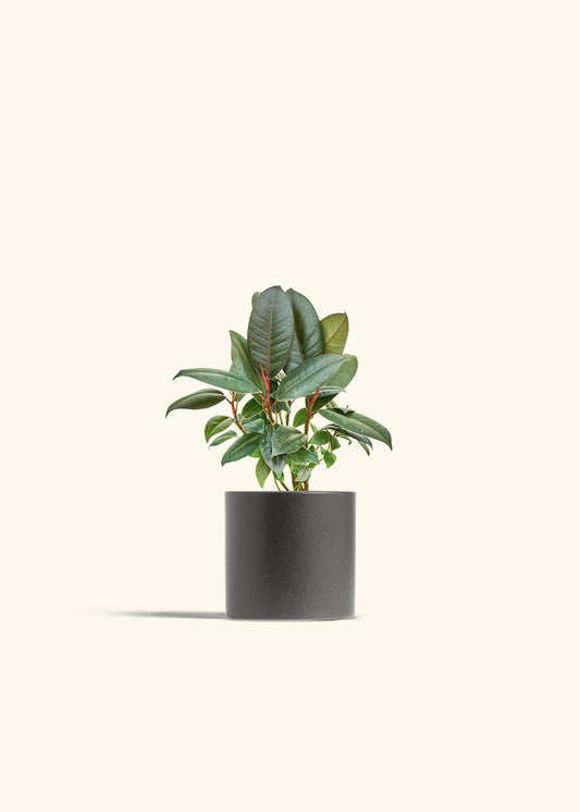 Rubber Tree Burgundy in a 4 inches Charcoal Classic Cylinder Planter 
