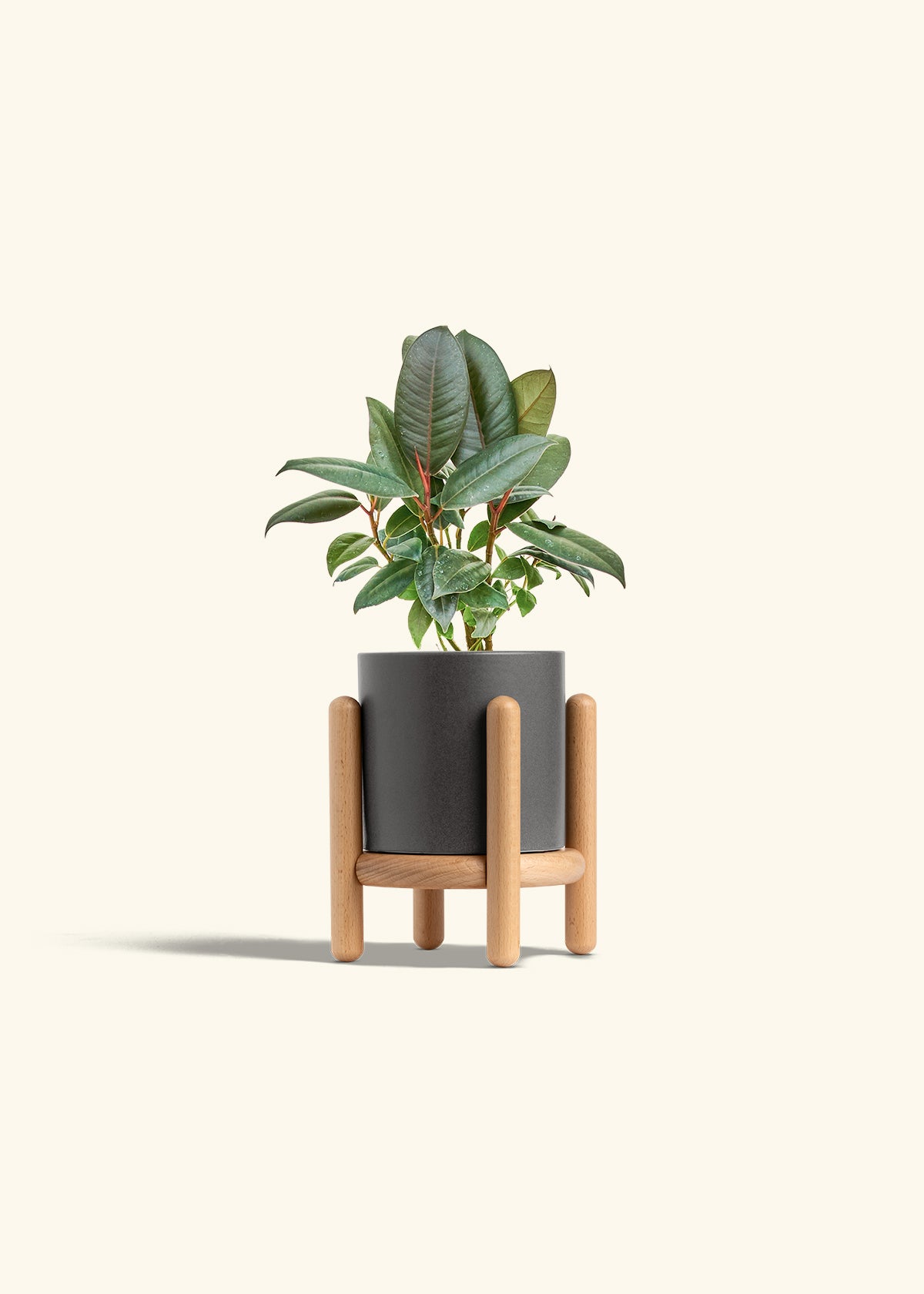 Rubber Tree Burgundy in a 4 inches Charcoal Classic Cylinder Planter in a Beech Wood Stand