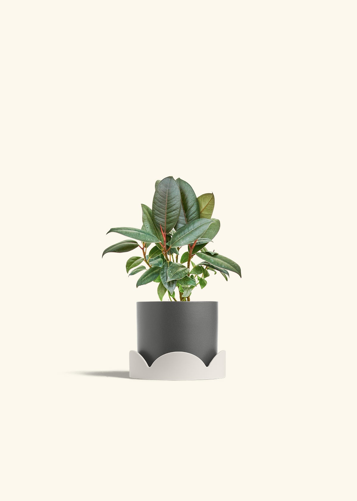 Rubber Tree Burgundy in a 4 inches Charcoal Classic Cylinder Planter in a Oat Petal Drip Tray