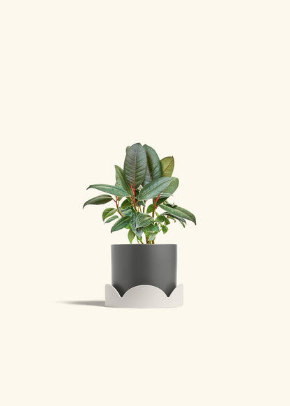 Rubber Tree Burgundy in a 4 inches Charcoal Classic Cylinder Planter in a Oat Petal Drip Tray