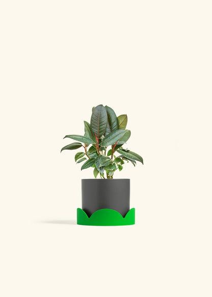 Rubber Tree Burgundy in a 4 inches Charcoal Classic Cylinder Planter in a Shamrock Petal Drip Tray