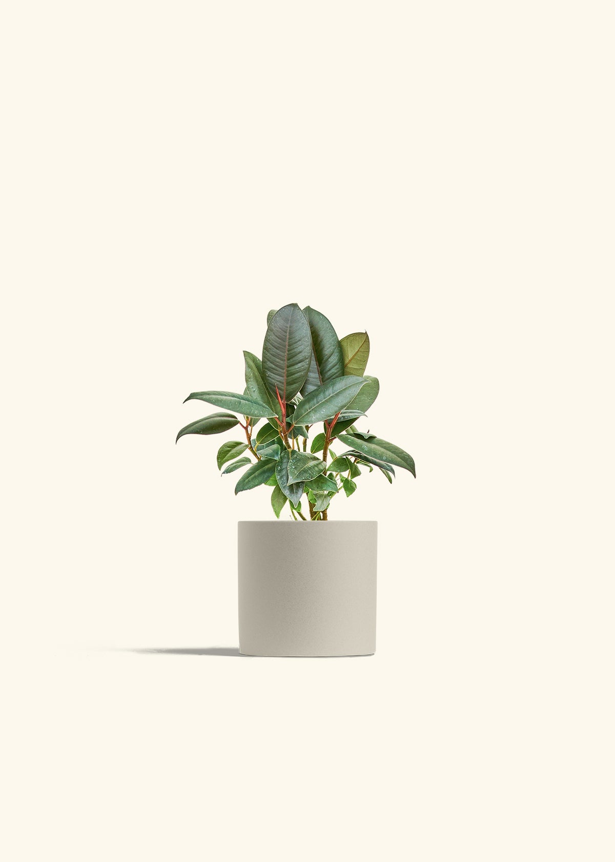 Rubber Tree Burgundy in a 4 inches Oat Classic Cylinder Planter 
