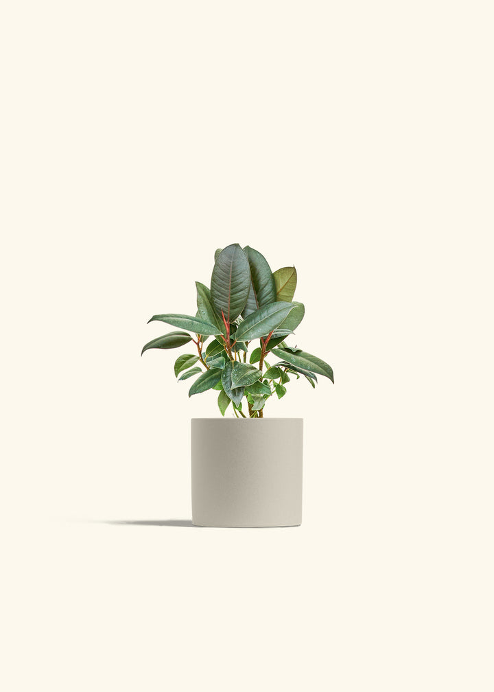 Rubber Tree Burgundy in a 4 inches Oat Classic Cylinder Planter 