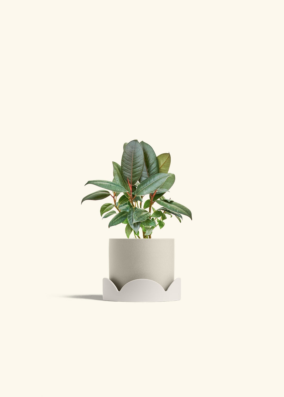 Rubber Tree Burgundy in a 4 inches Oat Classic Cylinder Planter in a Oat Petal Drip Tray