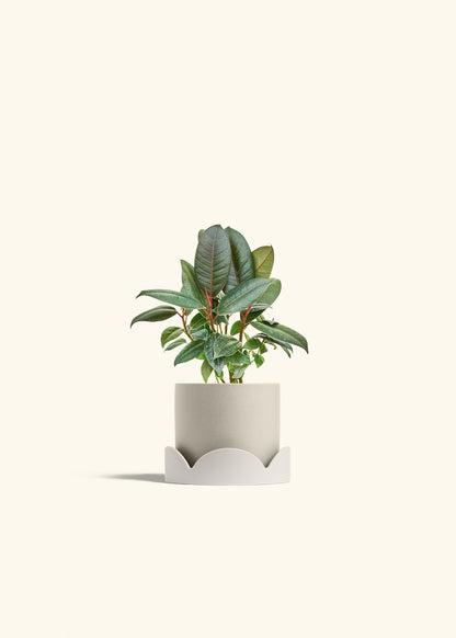 Rubber Tree Burgundy in a 4 inches Oat Classic Cylinder Planter in a Oat Petal Drip Tray