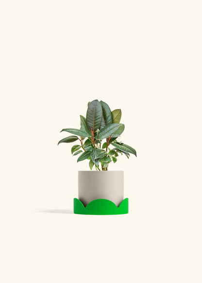 Rubber Tree Burgundy in a 4 inches Oat Classic Cylinder Planter in a Shamrock Petal Drip Tray