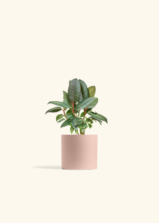 Rubber Tree Burgundy in a 4 inches Pink Classic Cylinder Planter 