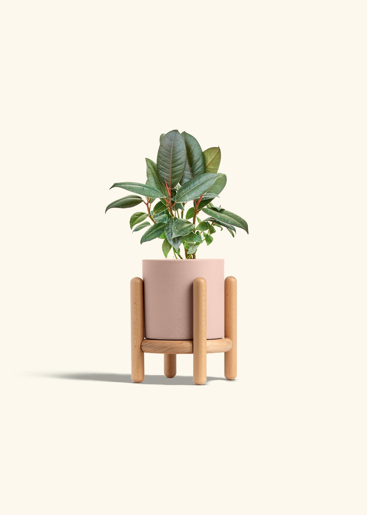 Rubber Tree Burgundy in a 4 inches Pink Classic Cylinder Planter in a Beech Wood Stand