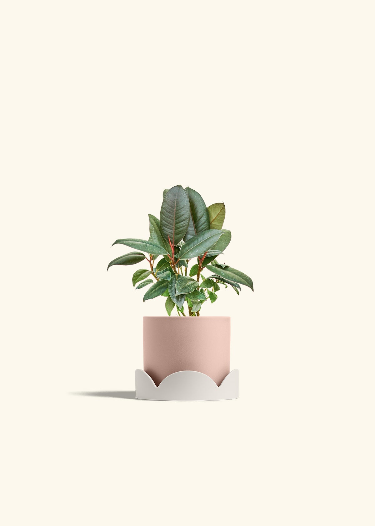 Rubber Tree Burgundy in a 4 inches Pink Classic Cylinder Planter in a Oat Petal Drip Tray