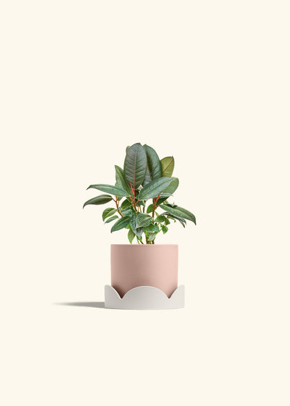 Rubber Tree Burgundy in a 4 inches Pink Classic Cylinder Planter in a Oat Petal Drip Tray