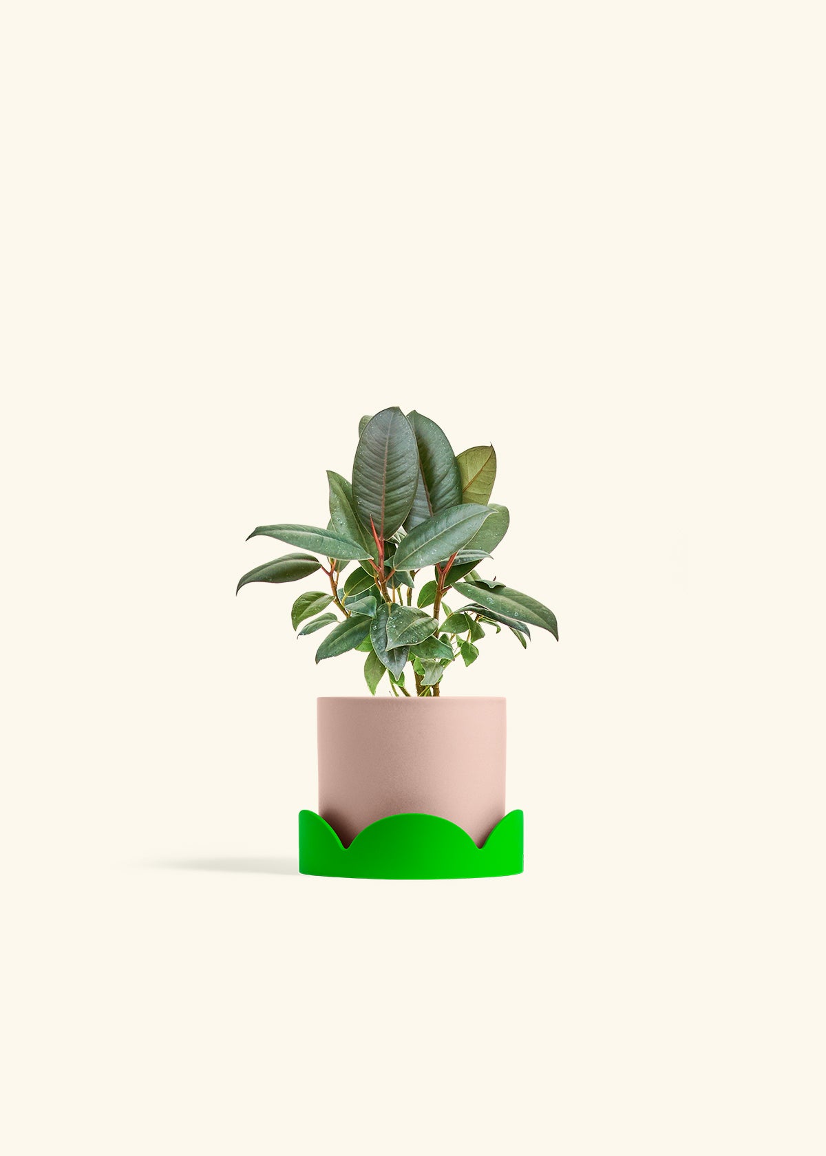Rubber Tree Burgundy in a 4 inches Pink Classic Cylinder Planter in a Shamrock Petal Drip Tray