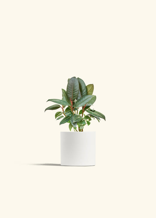 Rubber Tree Burgundy in a 4 inches White Classic Cylinder Planter 