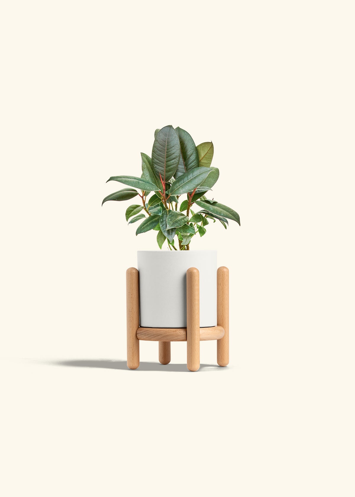 Rubber Tree Burgundy in a 4 inches White Classic Cylinder Planter in a Beech Wood Stand