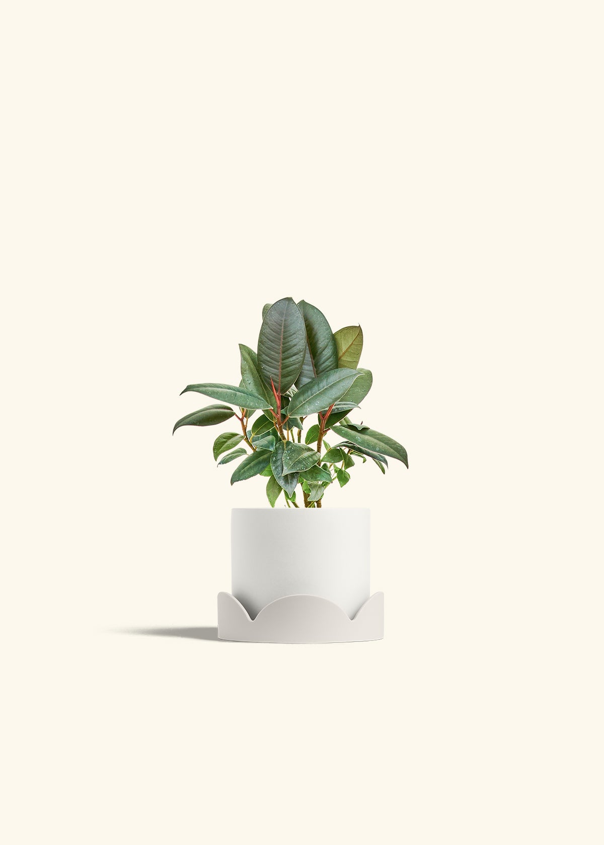 Rubber Tree Burgundy in a 4 inches White Classic Cylinder Planter in a Shamrock Petal Drip Tray