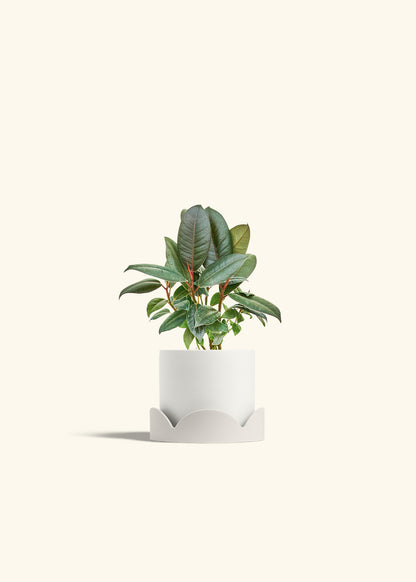 Rubber Tree Burgundy in a 4 inches White Classic Cylinder Planter in a Shamrock Petal Drip Tray