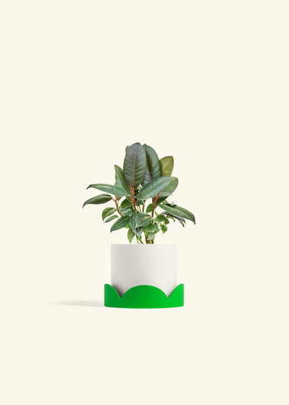 Rubber Tree Burgundy in a 4 inches White Classic Cylinder Planter in a Oat Petal Drip Tray