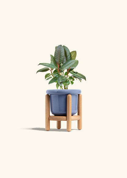 Rubber Tree Burgundy in a 4 inches Fat Lip Blue Planter in a Beech Wood Stand