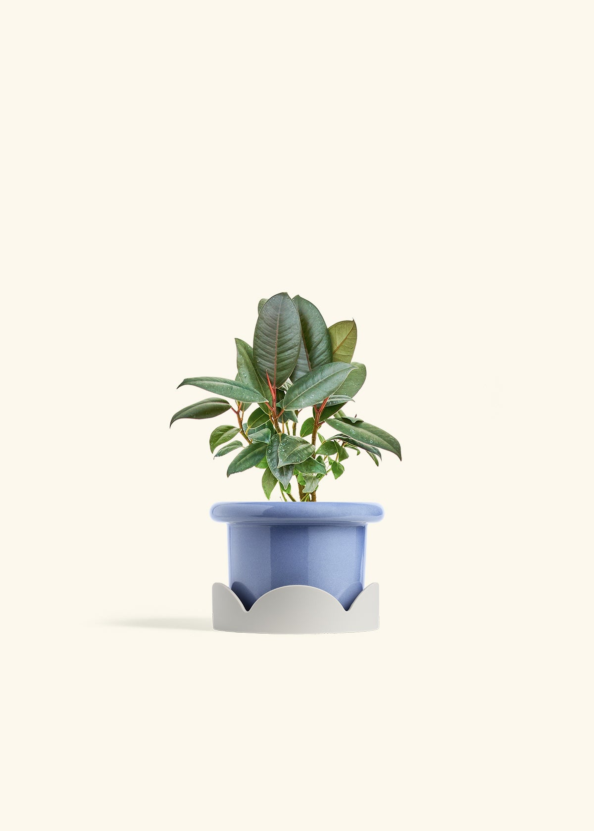 Rubber Tree Burgundy in a 4 inches Fat Lip Blue Planter in a Oat Petal Drip Tray