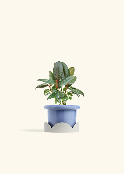 Rubber Tree Burgundy in a 4 inches Fat Lip Blue Planter in a Oat Petal Drip Tray