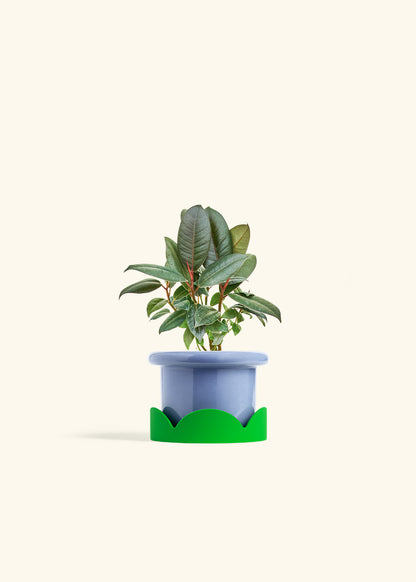 Rubber Tree Burgundy in a 4 inches Fat Lip Blue Planter in a Shamrock Petal Drip Tray