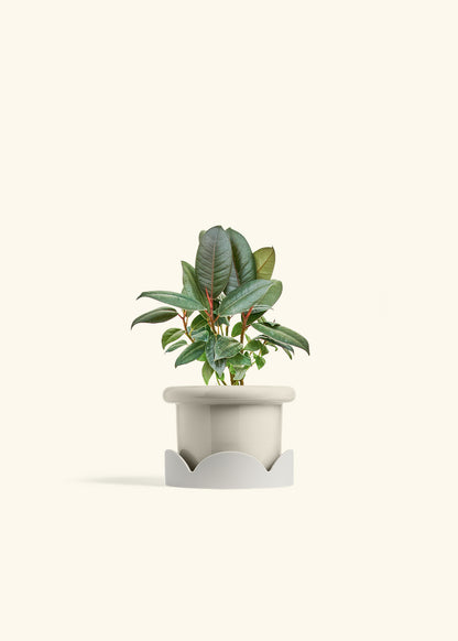 Rubber Tree Burgundy in a 4 inches Fat Lip Oat Planter in a Oat Petal Drip Tray