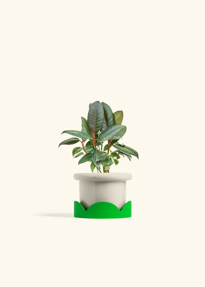 Rubber Tree Burgundy in a 4 inches Fat Lip Oat Planter in a Shamrock Petal Drip Tray